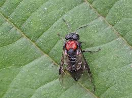 Attēlu rezultāti vaicājumam “Eriocampa ovata”