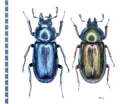 Attēlu rezultāti vaicājumam “Platycerus caraboides”