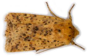 Attēlu rezultāti vaicājumam “Conistra rubiginea”