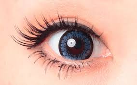 「エクレール・マルティノッジ DOG DAYS」の画像検索結果