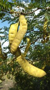 Attēlu rezultāti vaicājumam “Gleditsia triacanthos fruit”