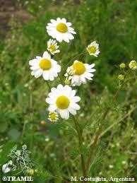Image result for Matricaria recutita (chamomilla)