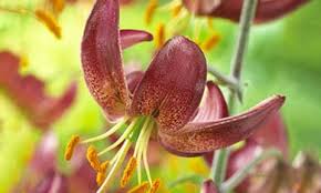 Attēlu rezultāti vaicājumam “Lilium martagon fruit”