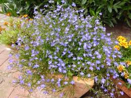 Image result for Lobelien