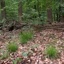 Attēlu rezultāti vaicājumam “Carex digitata”