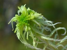 Attēlu rezultāti vaicājumam “Sphagnum fallax”