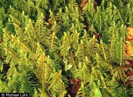 Attēlu rezultāti vaicājumam “Ptilium crista-castrensis”