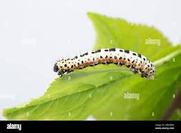 Attēlu rezultāti vaicājumam “Abraxas grossulariata larva”