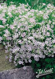 Image result for Silene schafta