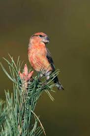 Attēlu rezultāti vaicājumam “Loxia pytyopsittacus male”