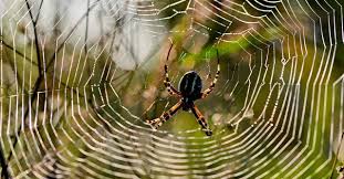 Image result for spider