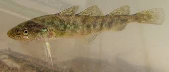 Image result for Microgadus tomcod