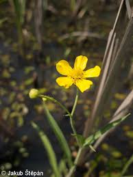 Attēlu rezultāti vaicājumam “Ranunculus lingua bud”