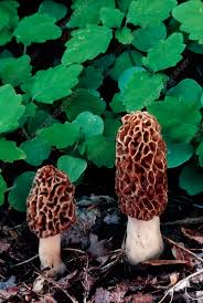 Attēlu rezultāti vaicājumam “Morchella esculenta”