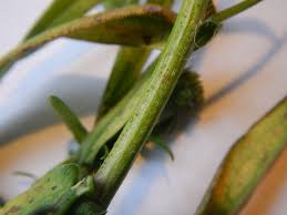 Attēlu rezultāti vaicājumam “Atriplex patula fruit”
