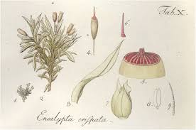 Attēlu rezultāti vaicājumam “Encalypta”