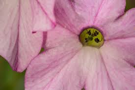 Attēlu rezultāti vaicājumam “macro”