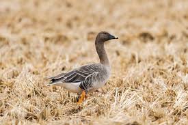 Image result for Anser fabalis