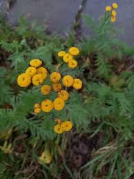 Attēlu rezultāti vaicājumam “Tanacetum vulgare flower”