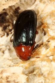 Attēlu rezultāti vaicājumam “Triplax aenea”