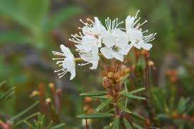 Attēlu rezultāti vaicājumam “Ledum palustre flower”