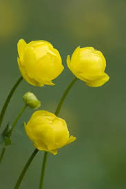 Attēlu rezultāti vaicājumam “Trollius europaeus flower”