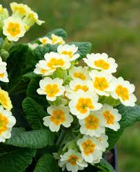 Attēlu rezultāti vaicājumam “Primula veris fruit”