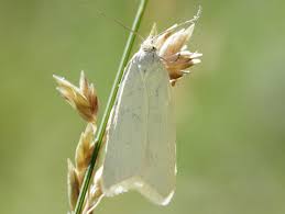 Attēlu rezultāti vaicājumam “Eana argentana”