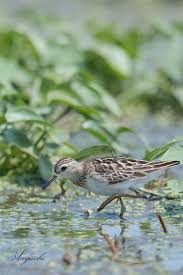 Image result for Calidris subminuta