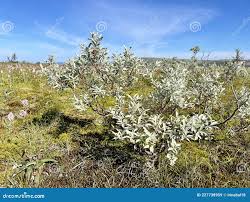 Attēlu rezultāti vaicājumam “Salix lapponum”