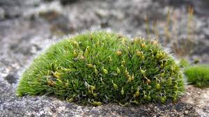 Attēlu rezultāti vaicājumam “Saelania glaucescens sporophyte”