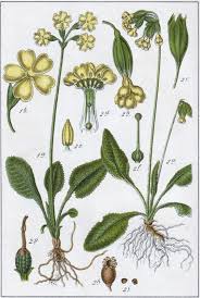 Image result for Primula elatior
