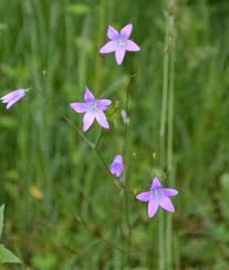 Attēlu rezultāti vaicājumam “Campanula patula fruit”