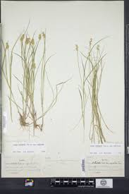 Attēlu rezultāti vaicājumam “Carex echinata”