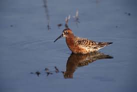 Attēlu rezultāti vaicājumam “Calidris ferruginea”