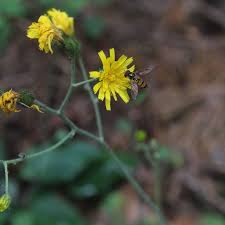 Attēlu rezultāti vaicājumam “Hieracium murorum flower”