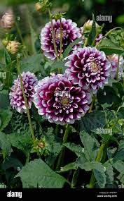 Image result for Dahlia hybrid.