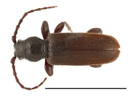 Attēlu rezultāti vaicājumam “Tetropium fuscum”