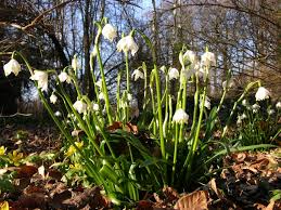 Attēlu rezultāti vaicājumam “Leucojum vernum var. vernum”