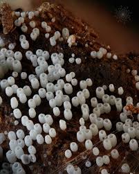 Attēlu rezultāti vaicājumam “Henningsomyces candidus”