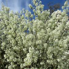 Attēlu rezultāti vaicājumam “Amelanchier canadensis”