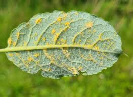 Attēlu rezultāti vaicājumam “Melampsora magnusiana”