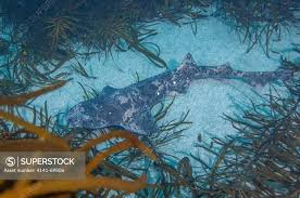 Image result for Cephaloscyllium laticeps