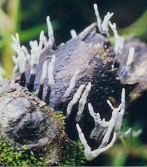 Attēlu rezultāti vaicājumam “Xylaria”