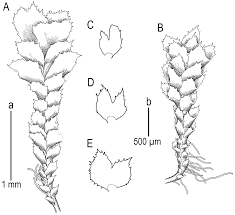 Attēlu rezultāti vaicājumam “Scapania lingulata”
