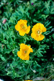 Image result for Meconopsis cambrica