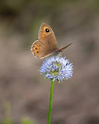 Attēlu rezultāti vaicājumam “Lasiommata maera underside”