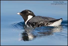 Image result for Synthliboramphus antiquus