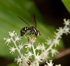 Attēlu rezultāti vaicājumam “Syrphidae”