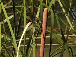 Attēlu rezultāti vaicājumam “Acoraceae”